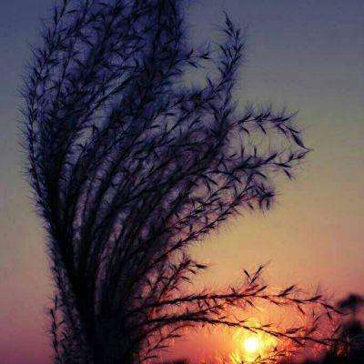 受黄金进口拉动 泰国进口激增